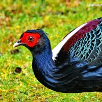 Photo of the Day: Taiwan blue pheasant