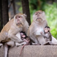 將人類基因植入11隻猴子大腦　中國科學家又引爭議