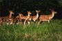 Taiwan to curb regional overpopulation of rehabilitated sika deer