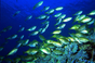 地中海「熱帶化」 外來魚種入侵致生態危機